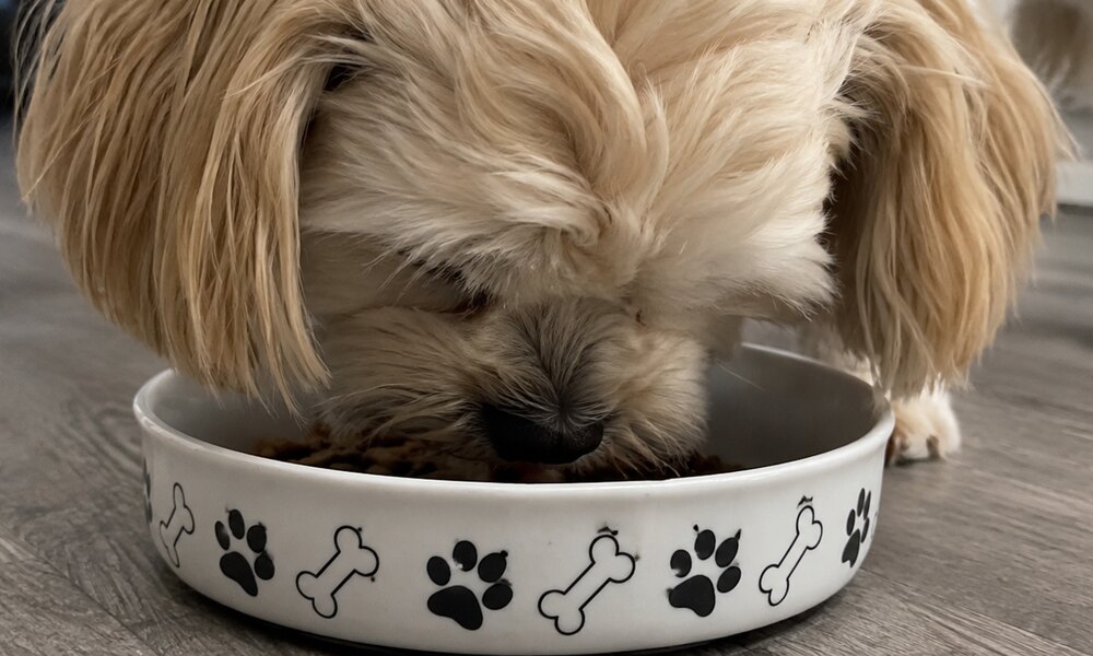 Small fluffy dog eating from a paw-print bowl